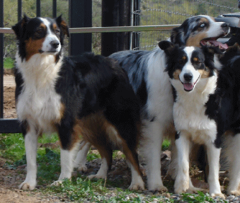 Risky, Panda, and Bella. Click on picture to take you to the Aussie page.