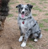 FRECKLES/OZ BLUE MERLE FEMALE - M-E!
