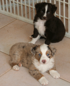 RED MERLE MALE 