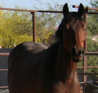 Click here to see pics with her 2012 filly Streak at 3 days!