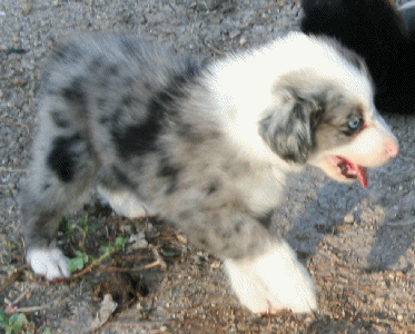 BLUE MERLE FEMALE