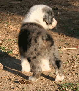 BLUE MERLE FEMALE!