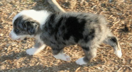 BLUE MERLE FEMALE!