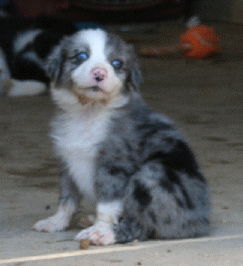 BLUE MERLE FEMALE
