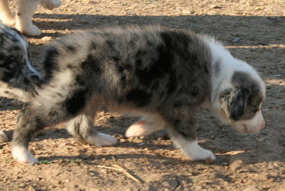 BLUE MERLE FEMALE!