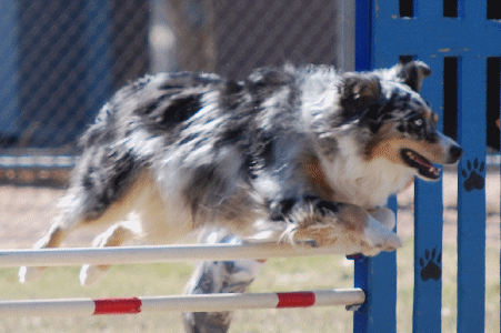 Blue Merle Puppy out of a Oz/Bella litter!