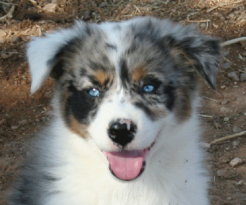 Blue Merle Puppy out of a Oz/Bella litter!