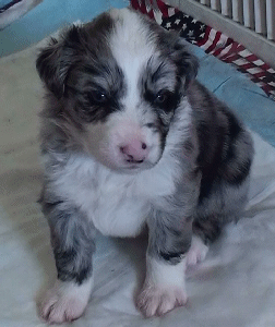 BLUE MERLE FEMALE - Berlin - $550