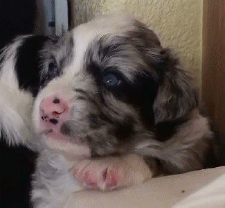 BLUE MERLE FEMALE - Berlin - $550!