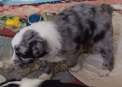 BLUE MERLE FEMALE - Berlin - $550!