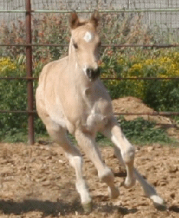 Rockstar's Buckskin Filly