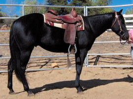 Doc's 2003 AQHA Black Colt as a 3 year old!