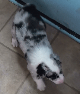 BLUE MERLE MALE