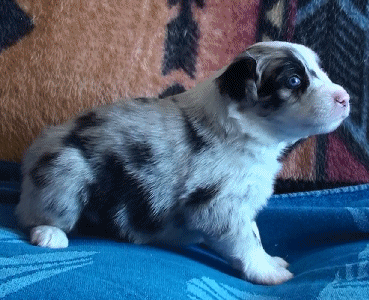 BLUE MERLE MALE!