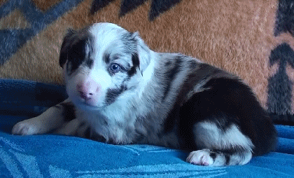 BLUE MERLE MALE!