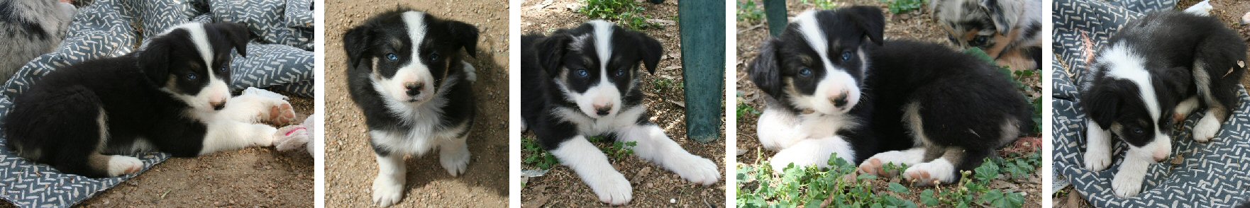 BLACK TRI-COLORED FEMALE 