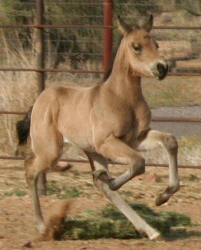 Sailor's 2007 Buckskin Colt!