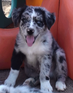 BLUE MERLE MALE