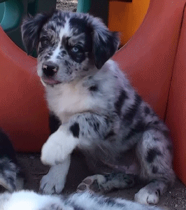 BLUE MERLE MALE!