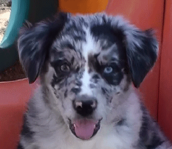 BLUE MERLE MALE!
