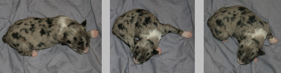 BLUE MERLE FEMALE!