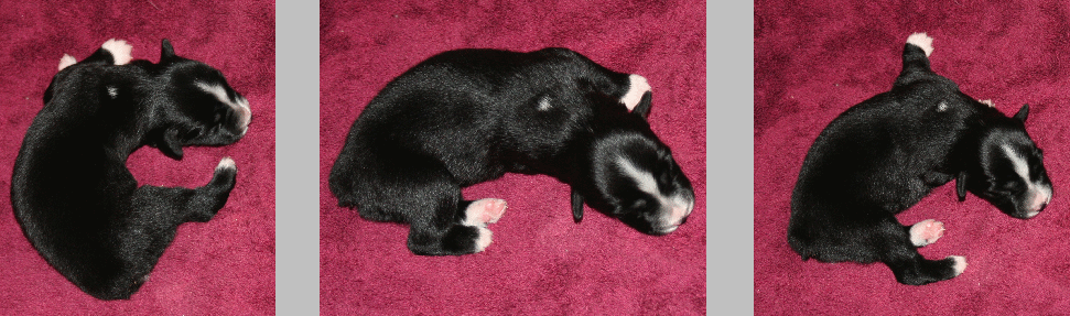 BLACK FEMALE