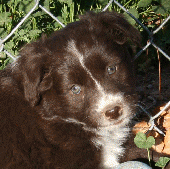 Red Bi-Color out of an Oz/Darra litter!
