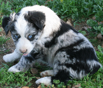 Blue Merle Puppy out of a Oz/Darra litter!