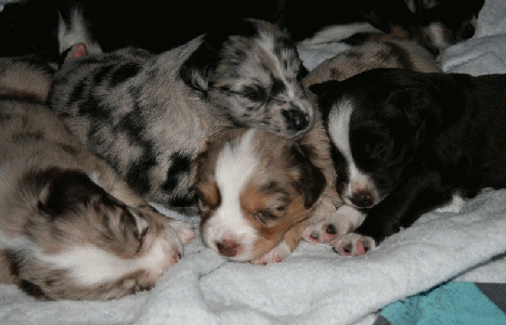 Puppies out of our first Oz/Darra litter!