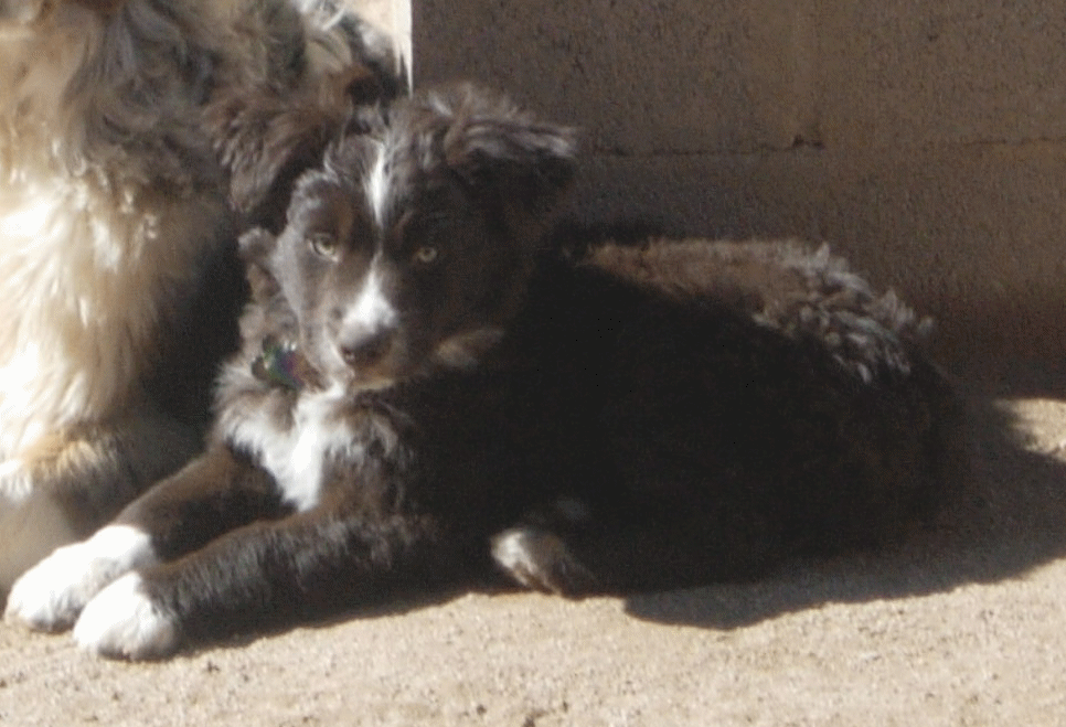 Oz and Darra pup Rojo - Our first solid red puppy!