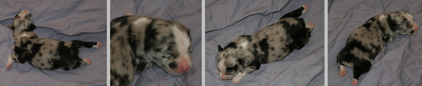 BLUE MERLE FEMALE!