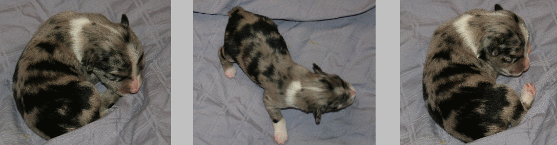 BLUE MERLE MALE