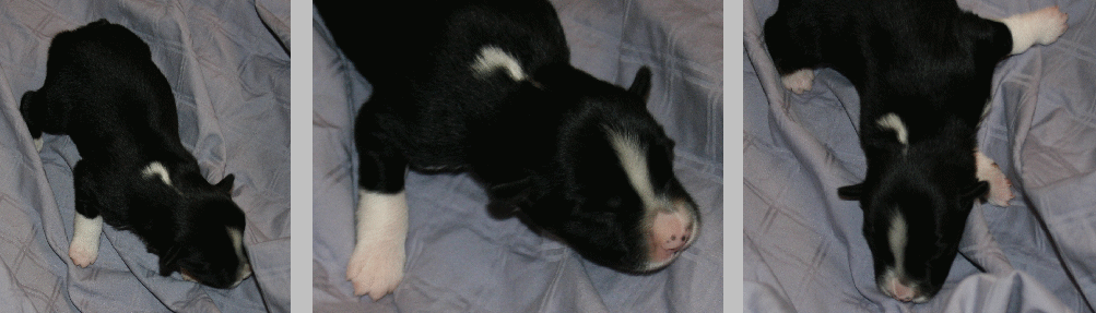 BLACK MALE