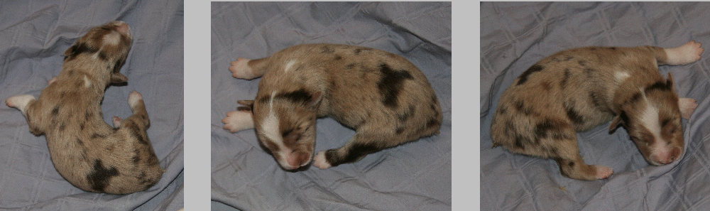 RED MERLE FEMALE!