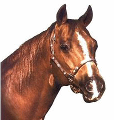 DOC N JOSE! Sire of Joses Smokin Rayna!
