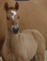 Doc's 2006 RED DUN Colt!