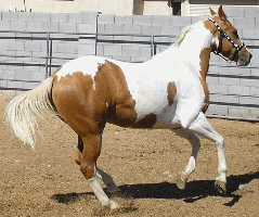 Doc's dark gold APHA Palomino Filly