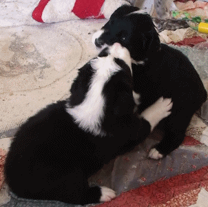 BLACK BI-COLORED MALE - Dublin!   $350   