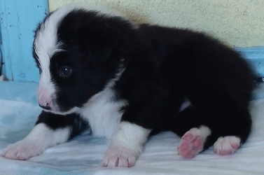 BLACK BI-COLORED MALE - Dublin!   $350   