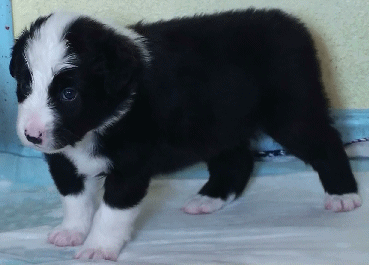 BLACK BI-COLORED MALE - Dublin!  $350 