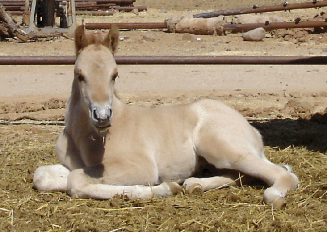 Sailor's 2006 Red Dun colt