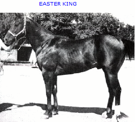 EASTER KING (Sailor's great grandsire)!