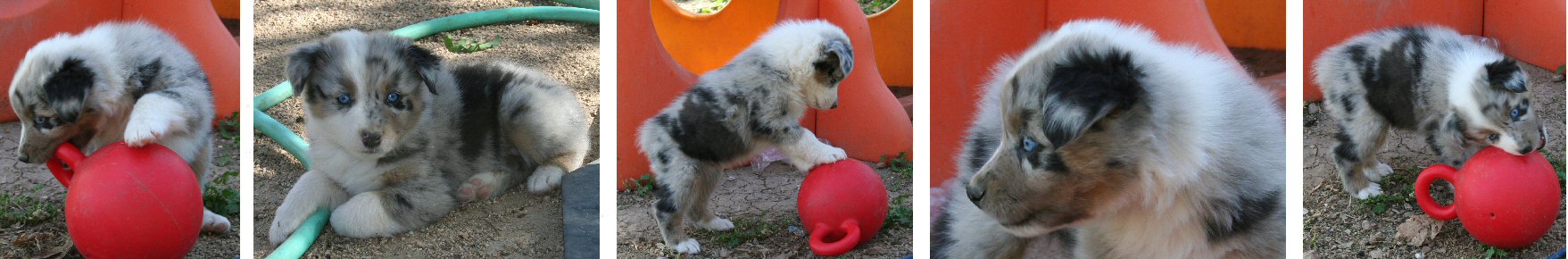 BLUE MERLE MALE!