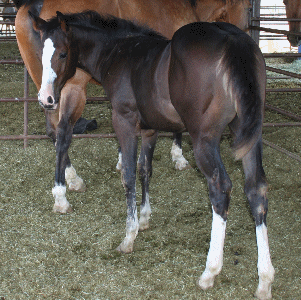 Foxy's 2006 filly