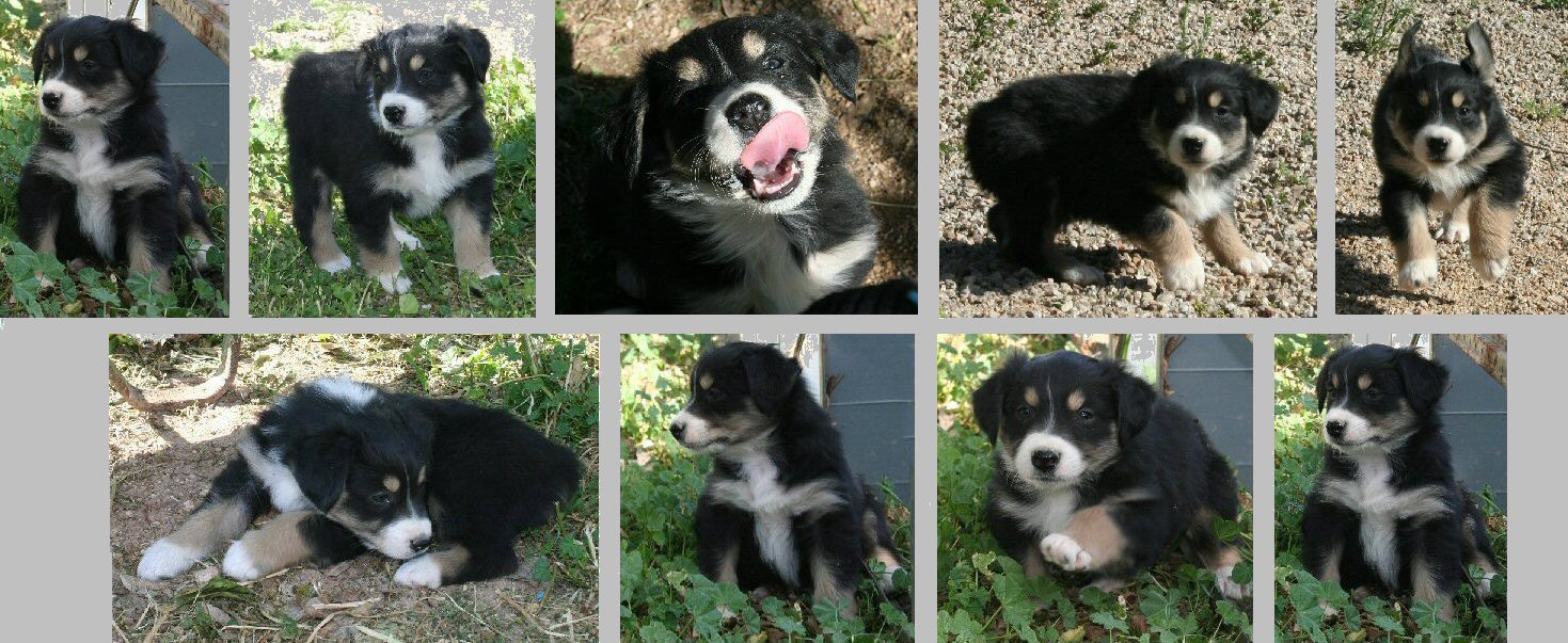 BLACK TRI-COLORED MALE 