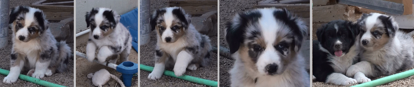 BLUE MERLE MALE 
