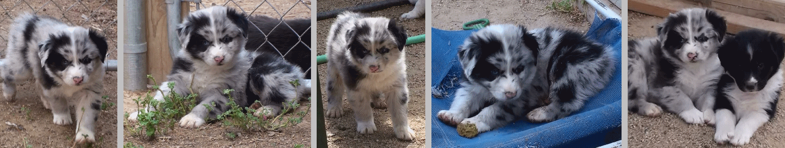BLUE MERLE MALE 