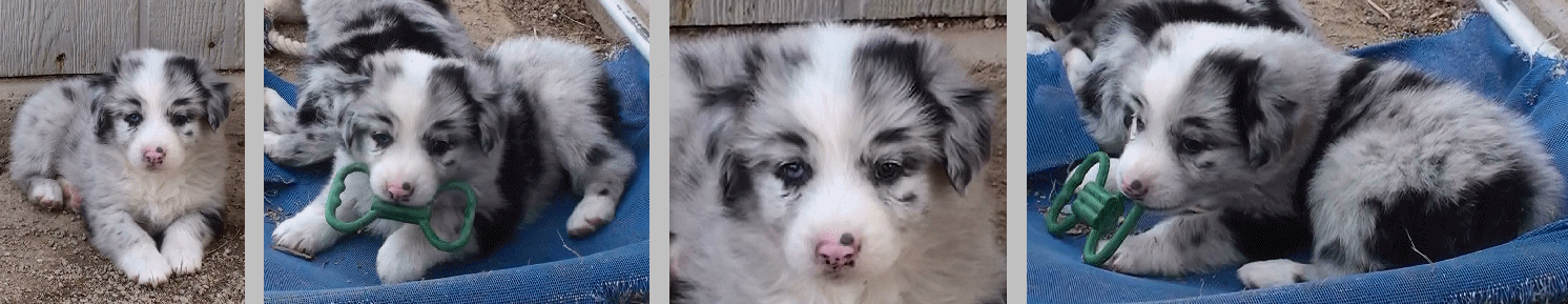 BLUE MERLE MALE 