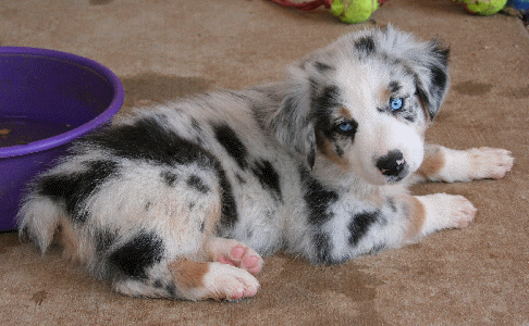 Australian Shepherd Puppies on Rockin  Diamond T Ranch  Australian Shepherd Puppies