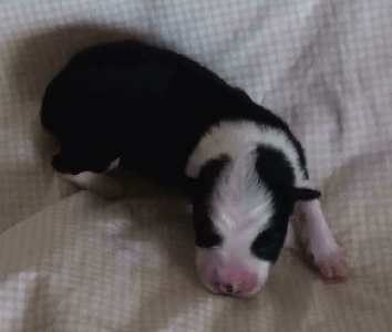 BLACK BI-COLORED FEMALE - Carolina!